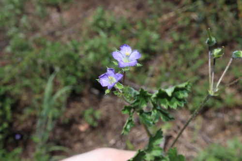 Image of Erodium crinitum by (c) Thomas Mesaglio, some rights reserved (CC BY)