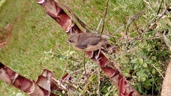 Sporophila angolensis