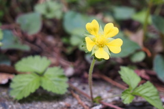 Potentilla hebiichigo