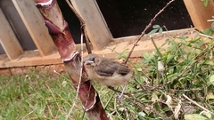 Sporophila angolensis