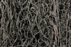 Evernia divaricata