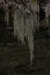 Evernia divaricata