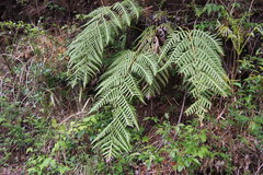 Woodwardia orientalis