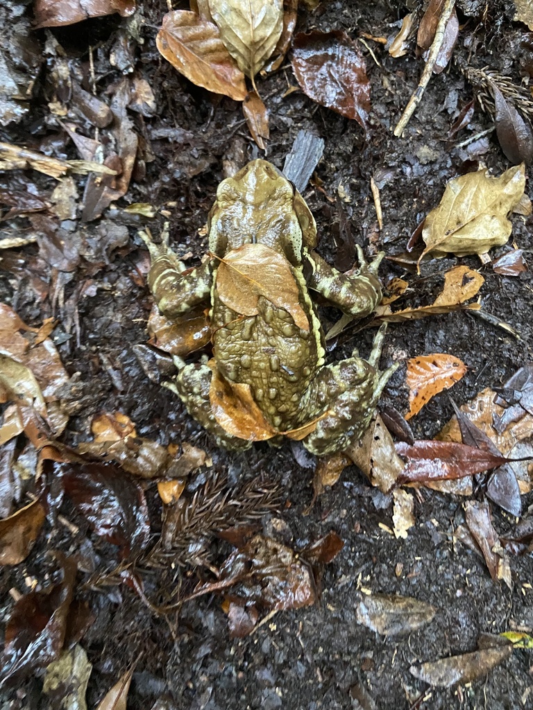 Eastern-japanese Common Toad From Kumanogawachokaminagai, Shingu 