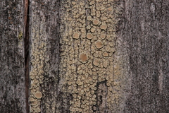 Lecanora varia