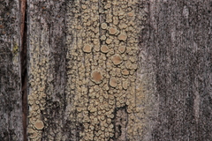 Lecanora varia