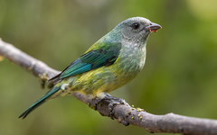 Black-Headed Tanager photo 2
