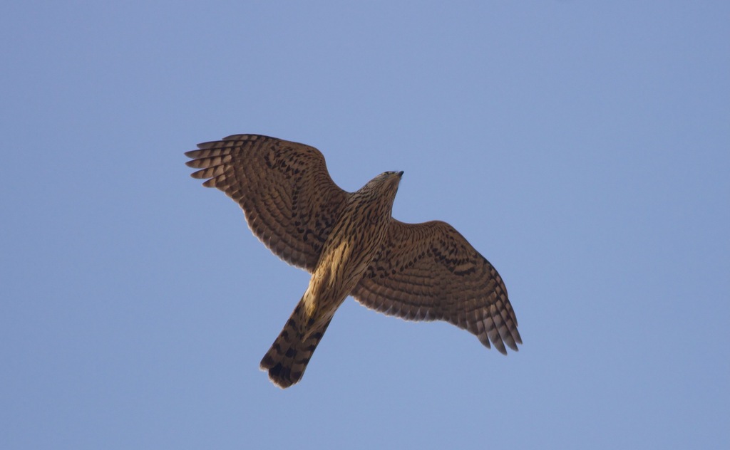 Eurasian Goshawk in December 2023 by Terry Townshend · iNaturalist