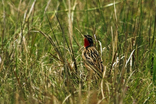 Rosy-throated Longclaw (Macronyx ameliae), photo 9