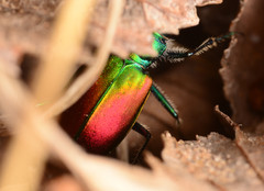 Cicindela scutellaris scutellaris