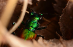 Cicindela scutellaris scutellaris