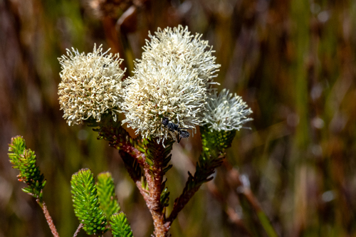 Berzelia ecklonii (Berzelia ecklonii)