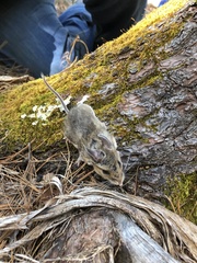 Peromyscus melanotis