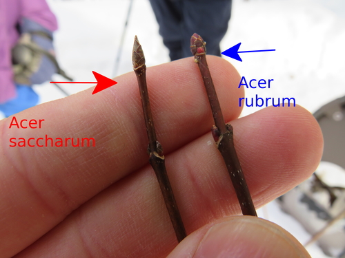 Acer rubrum iNat (2)