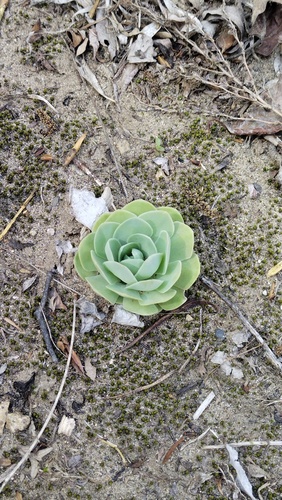 Orostachys malacophylla