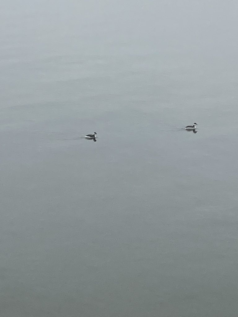 American Horned Grebe