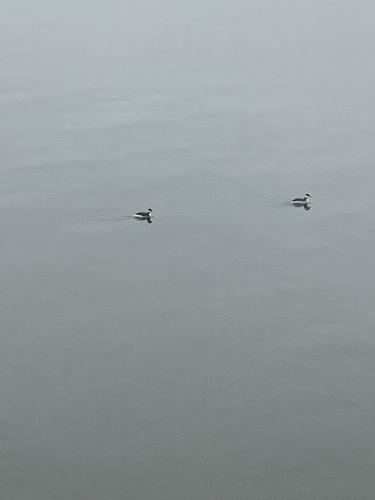 American Horned Grebe
