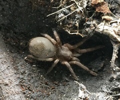 Acanthoscurria cordubensis
