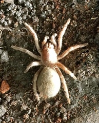 Acanthoscurria cordubensis
