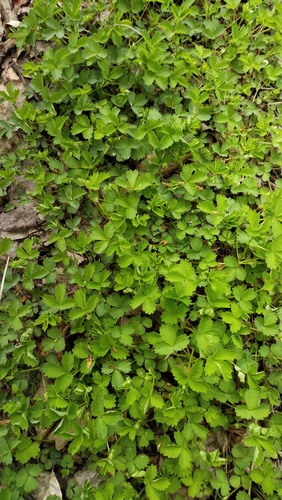 Geum ternatum