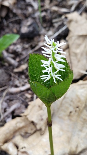 Chloranthus quadrifolius (Chloranthus quadrifolius)