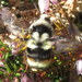 Vancouver Bumble Bee - Photo (c) Steve Wells, some rights reserved (CC BY-NC), uploaded by Steve Wells