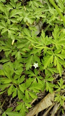 Anemone amurensis, photograph Andrew Bazdyrev, CC BY, iNaturalist via GBIF