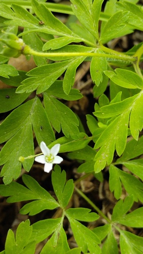 Anemone amurensis, photograph 2