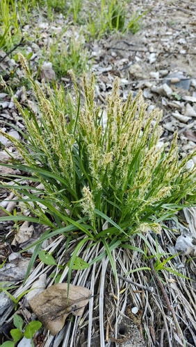 Curled-stigma sedge (Carex bostrychostigma)