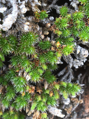 Selaginella hansenii