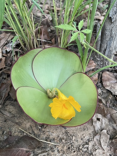 Costus spectabilis