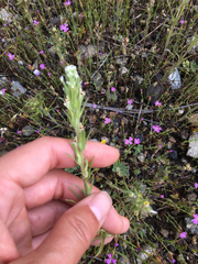 Castilleja attenuata