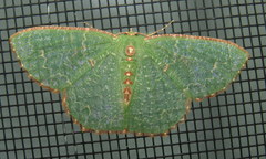 Eucyclodes metaspila