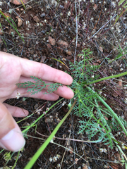 Lomatium congdonii