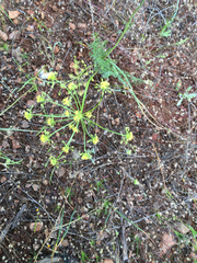 Lomatium congdonii
