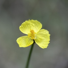 Flatleaf yelloweyed grass (Xyris complanata)