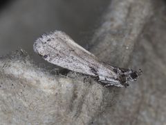 Laetilia dilatifasciella