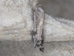 Laetilia dilatifasciella