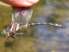 Stylurus scudderi