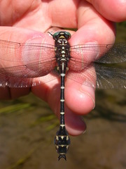 Stylurus scudderi