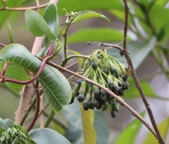 Trozelia umbellata
