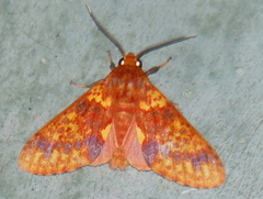 Symphlebia