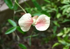 Macroptilium prostratum