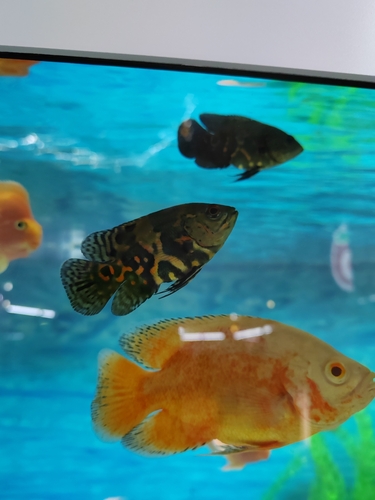Cá hổ báo dạng hoang dã sọc đen bơi trong bể nước xanh
