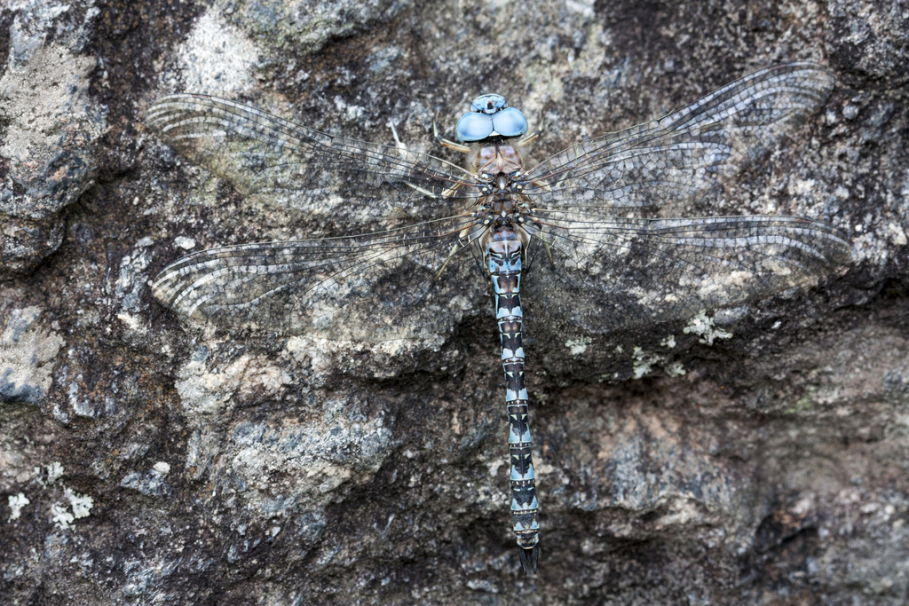 Rhionaeschna pallipes