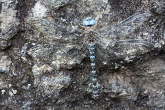 Rhionaeschna pallipes