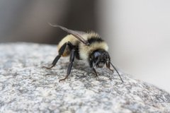 Bombus opifex