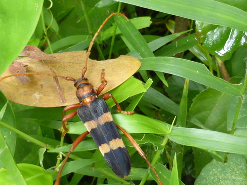 Aphrodisium griffithii