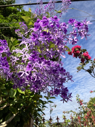Petrea insignis