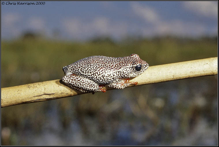 Angolan Reed Frog from Ngamiland South District, Botswana on June 8 ...
